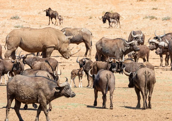 Sulama delik içinde Güney Afrika savana, siyah öküz ve Cape Buffalos sürüleri toplamak