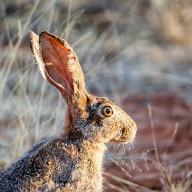 Güney Afrika savana Cape Hare portresi
