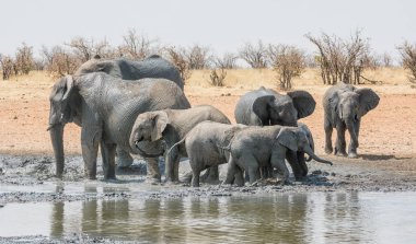 Filler iyi bir çamur banyosu Namibya, doğal görünümünü 