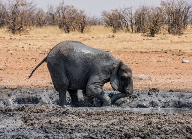 fil Namibya iyi bir çamur banyosu, doğal görünümünü 