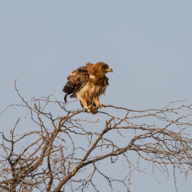 Namibya savana ağacında, tıraşlama sarımsı kahverengi kartal
