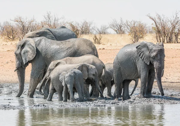 Vista Panorámica Elefantes Buen Baño Barro Namibia — Foto de Stock