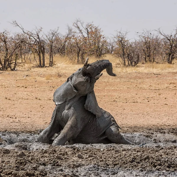 Γραφική Θέα Του Ελέφαντα Στο Καλό Λασπόλουτρο Ναμίμπια — Φωτογραφία Αρχείου