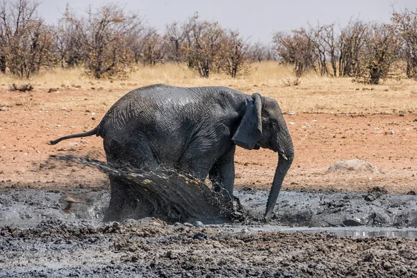 Γραφική Θέα Του Ελέφαντα Στο Καλό Λασπόλουτρο Ναμίμπια — Φωτογραφία Αρχείου