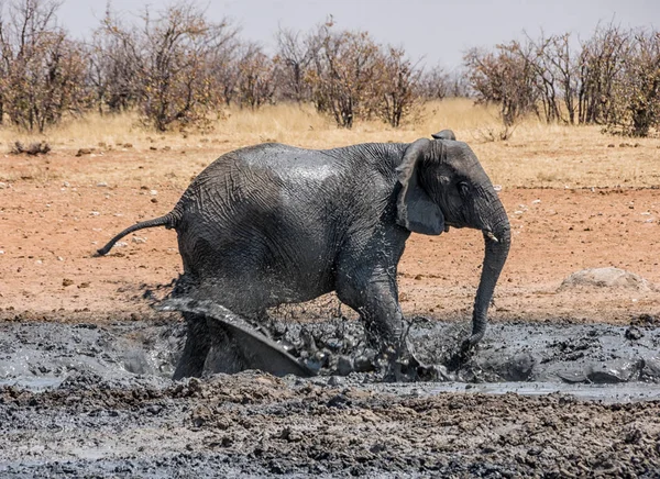 scenic view of elephant at good mud bath in Namibia