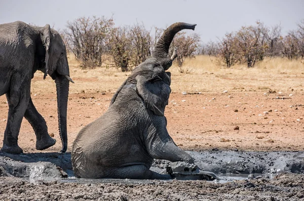 Malebný Pohled Slonů Dobré Bahenní Lázeň Namibii — Stock fotografie