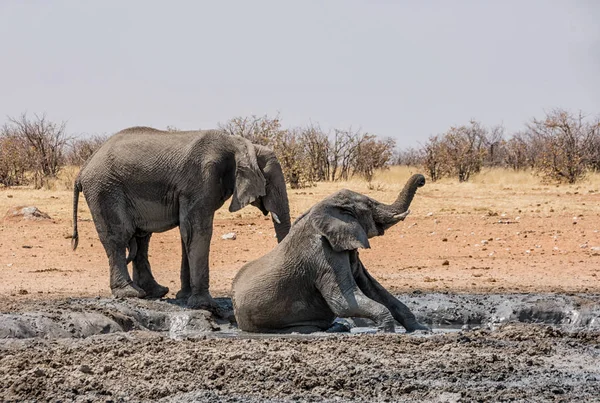 scenic view of elephants at good mud bath in Namibia