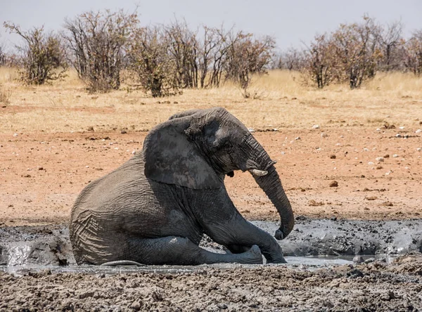 Vue Panoramique Éléphant Bon Bain Boue Namibie — Photo