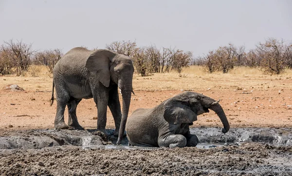 Γραφική Θέα Των Ελεφάντων Στο Πολύ Καλό Λασπόλουτρο Ναμίμπια — Φωτογραφία Αρχείου
