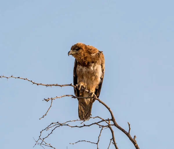 Tawny Eagle Empoleirado Árvore Savana Namíbia — Fotografia de Stock
