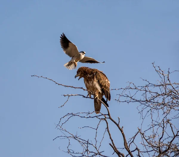 Tawny Eagle Siendo Acosado Por Cometa Hombros Negros Namibia Savanna — Foto de Stock