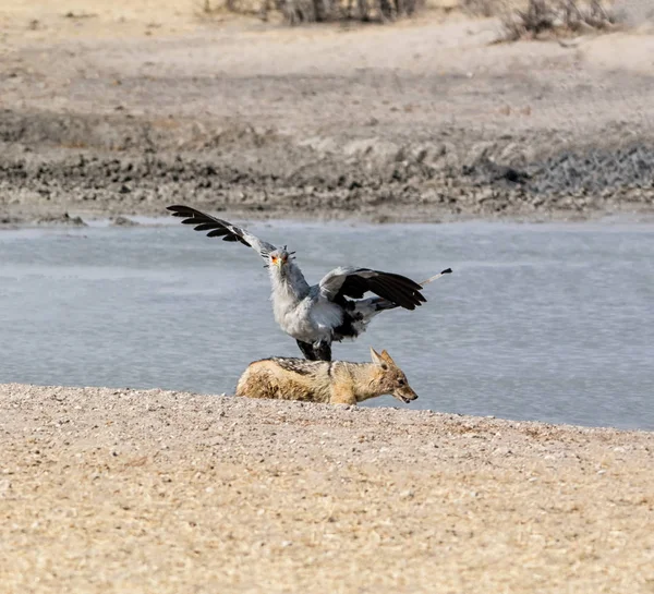 Secretarybird 警告黑背豺走在纳米比亚的饮水孔旁边 — 图库照片