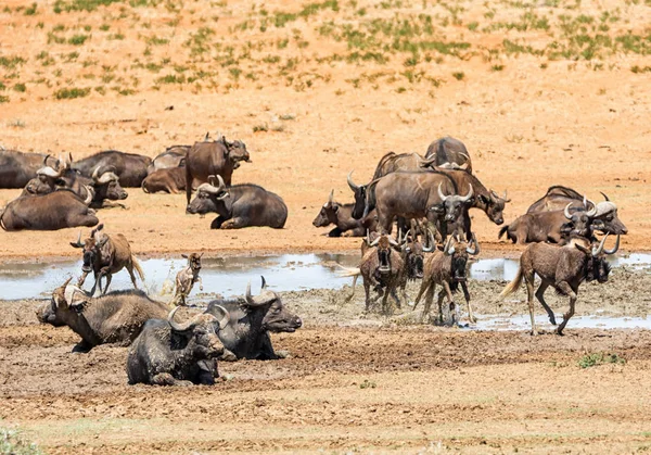 黑野牛和布法洛斯角的羊群聚集在南部非洲大草原的水坑里 — 图库照片