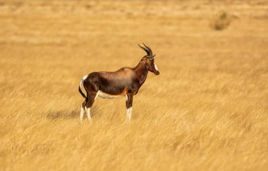 A Bontebok antelope in Southern African savanna clipart