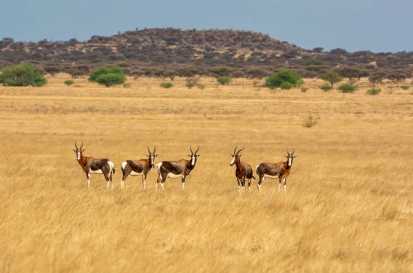 Flock Bontebok Antilop Södra Afrikanska Savannen — Stockfoto