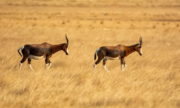 Paio Antilopi Bontebok Nella Savana Dell Africa Australe — Foto Stock