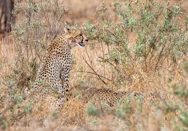 Gepard Sedí Jižní Africké Savany — Stock fotografie