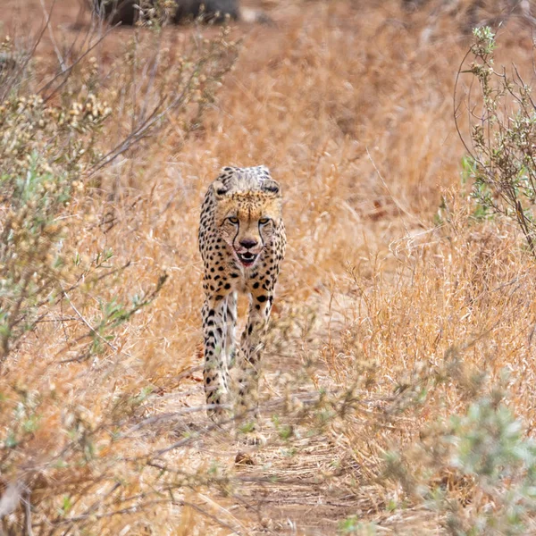 Uma Chita Caminhando Pela Savana África Austral — Fotografia de Stock