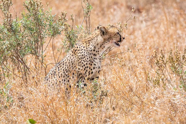 A Cheetah sitting in Southern African savanna