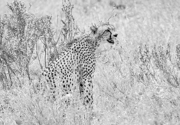 Uma Chita Sentada Savana África Austral — Fotografia de Stock