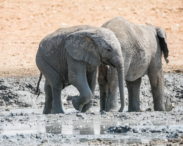 Gli Elefanti Amano Buon Bagno Fango Questi Namibia Non Fanno — Foto Stock