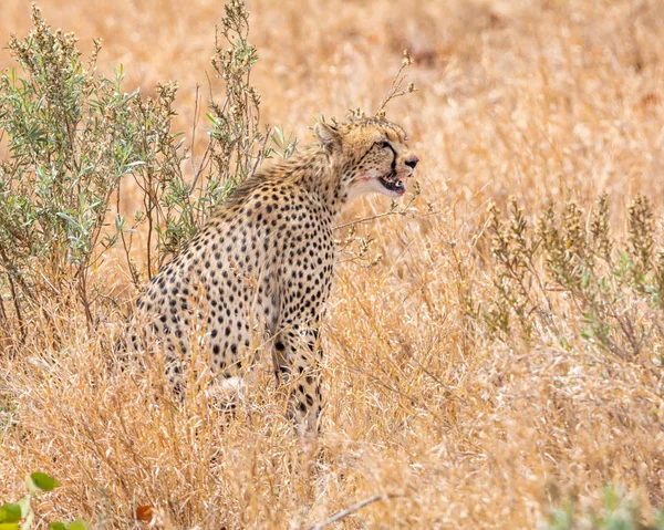 南部アフリカのサバンナに座っているチーター — ストック写真