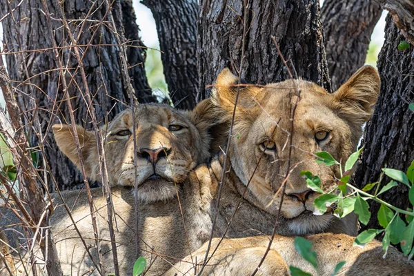 Par Cachorros León Evitando Calor Del Día Bajo Árbol Sombreado —  Fotos de Stock