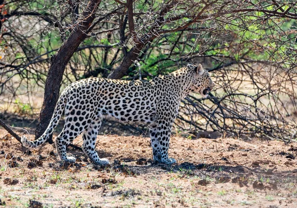 南部非洲大草原上的一只雄性豹子 — 图库照片