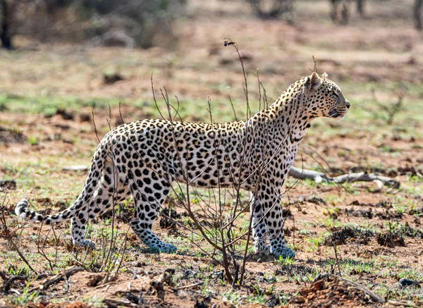 A male Leopard in Southern African savanna