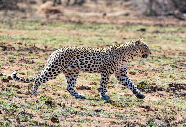 Güney Afrika savana bir erkek leopar