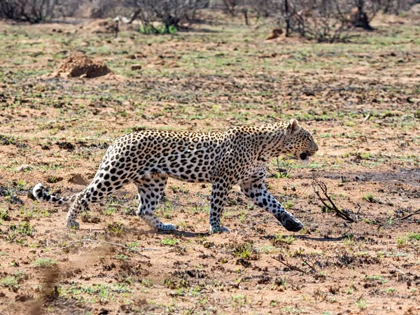 Leopardo Macho Savana África Austral — Fotografia de Stock