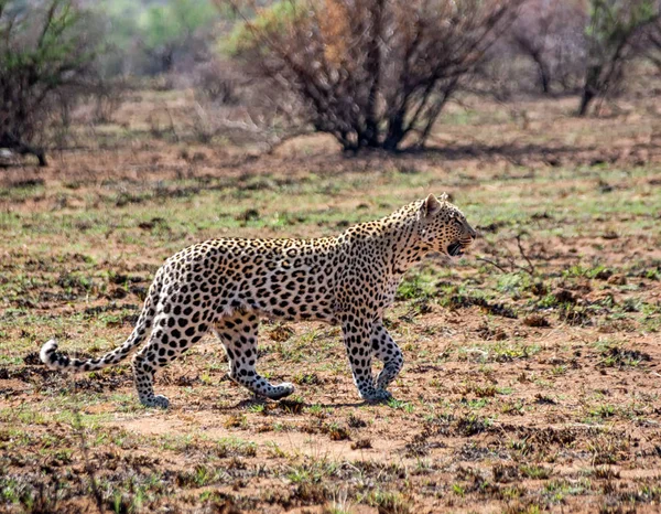 Leopardo Macho Savana África Austral — Fotografia de Stock