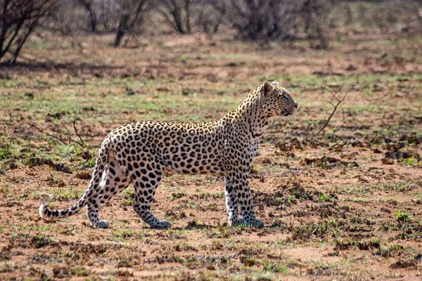 Güney Afrika Savana Bir Erkek Leopar — Stok fotoğraf