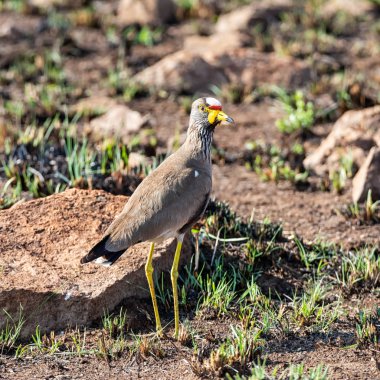 Güney Afrika savana içinde Afrika Wattled kız kuşu