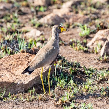 Güney Afrika savana içinde Afrika Wattled kız kuşu