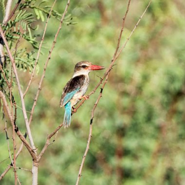 Bir ağacı Güney Afrika savana şeklinde kahverengi başlıklı Kingfisher tünemiş