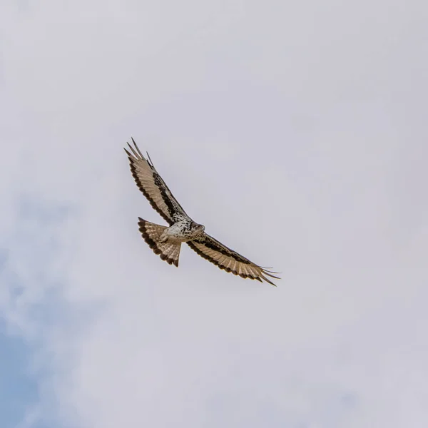 Ein Afrikanischer Falkenadler Flug Über Die Südafrikanische Savanne — Stockfoto