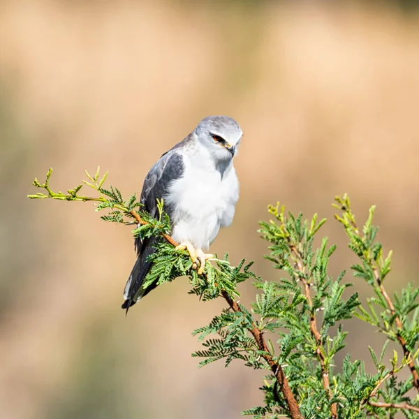 Cerf Volant Aux Épaules Noires Perché Dans Arbre Savane Afrique — Photo