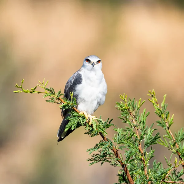 Aquilone Dalle Spalle Nere Appollaiato Albero Nella Savana Dell Africa — Foto Stock