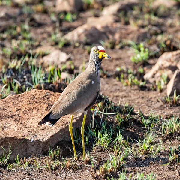 An African Wattled lapwing in Southern African savanna