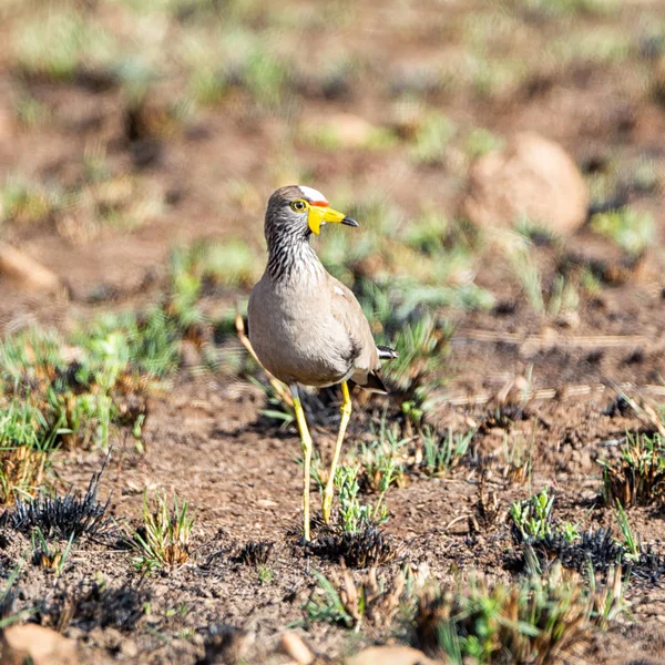 Een Afrikaanse Lelkraanvogel Kievit Zuidelijke Afrikaanse Savanne — Stockfoto