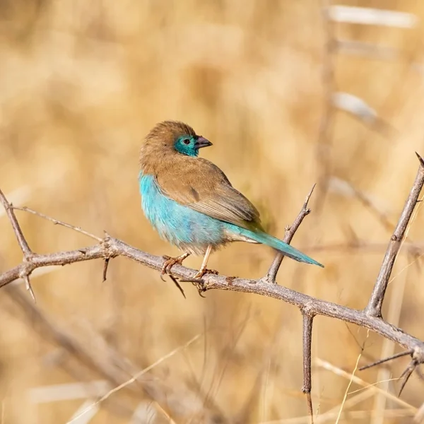 Bec Cire Bleu Perché Dans Arbre Dans Savane Afrique Australe — Photo