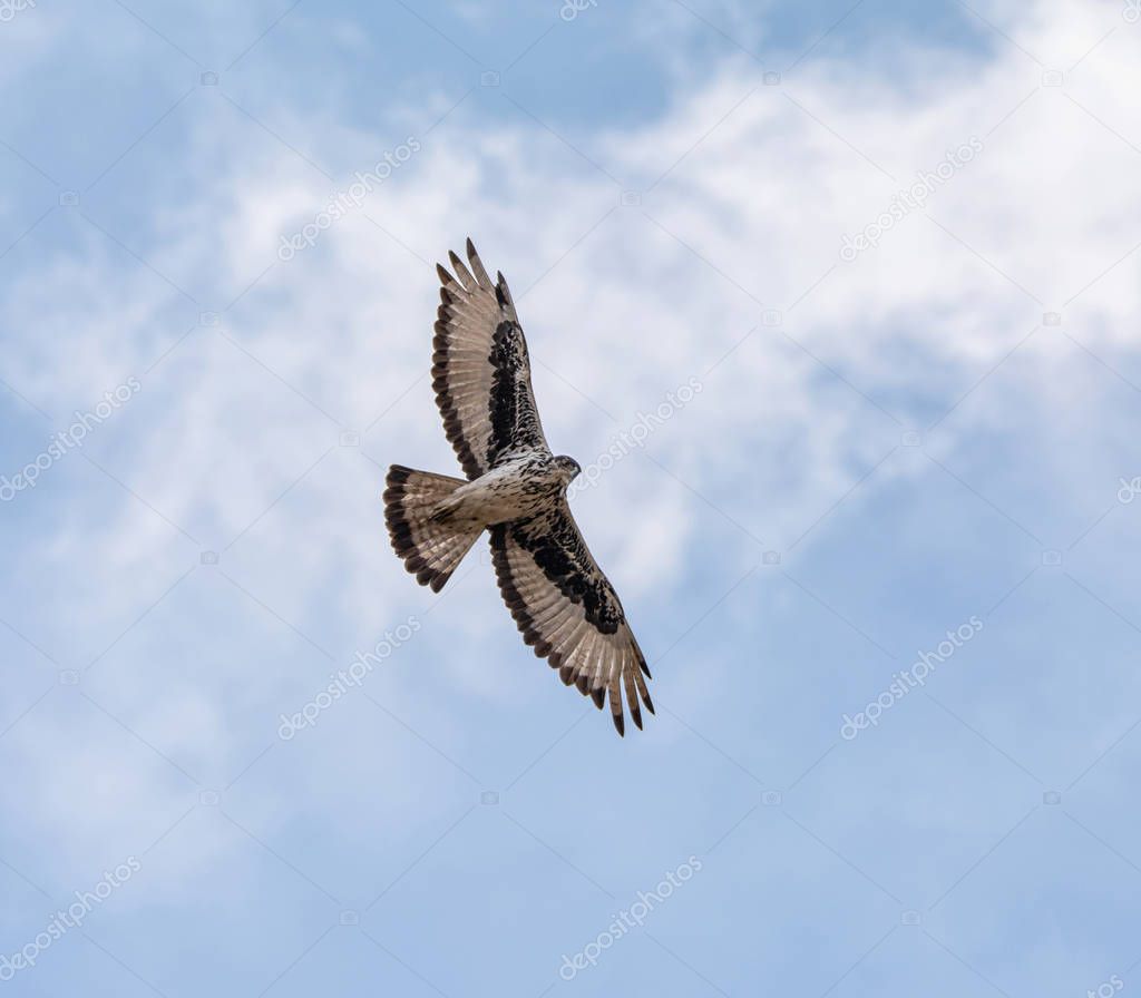An African Hawk-eagle in flight over Southern African savanna