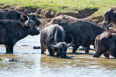 Bir sabit--dan Güney Afrika savana bir nehirde Cape Buffalo içme