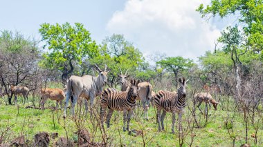 Eland, Zebra and Hartebeest in Southern African savanna clipart