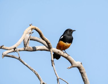 Güney Afrika savana bir ağaca tünemiş Mocking Cliff-sohbet