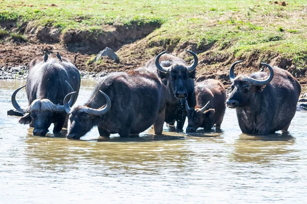 Dur Cape Buffalo Buvant Dans Une Rivière Savane Afrique Australe — Photo