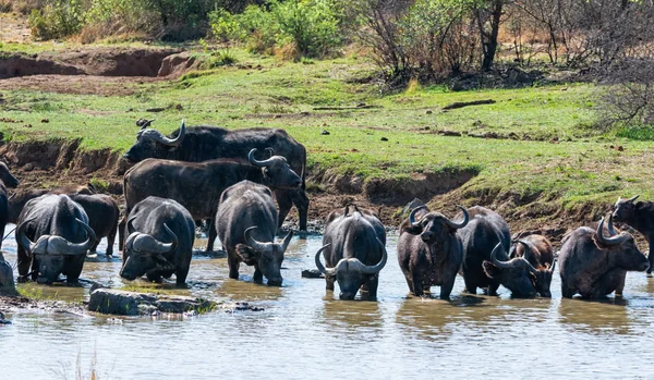 stock image A hard of Cape Buffalo drinking from a river in Southern African savanna