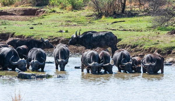 Ett Hårt Cape Buffalo Dricka Från Flod Södra Afrikanska Savannen — Stockfoto