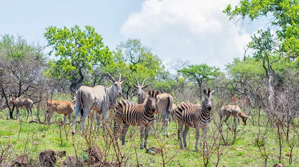 Είδος Αντιλόπης Zebra Και Αντιλόπη Της Αφρικής Στη Νότια Αφρικανική — Φωτογραφία Αρχείου